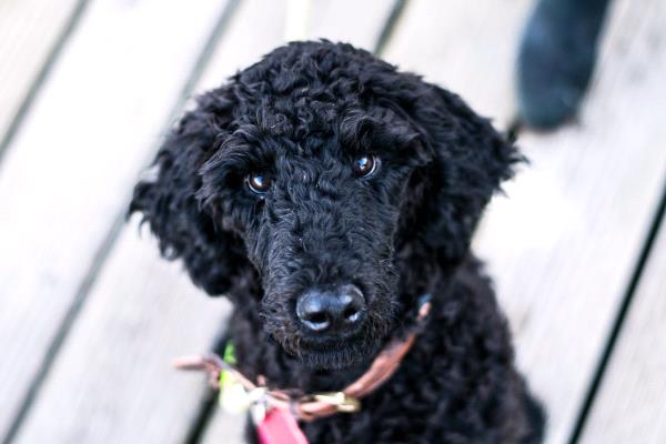 /Images/uploads/Humane Society of Utah/HSU2018/entries/4187thumb.jpg